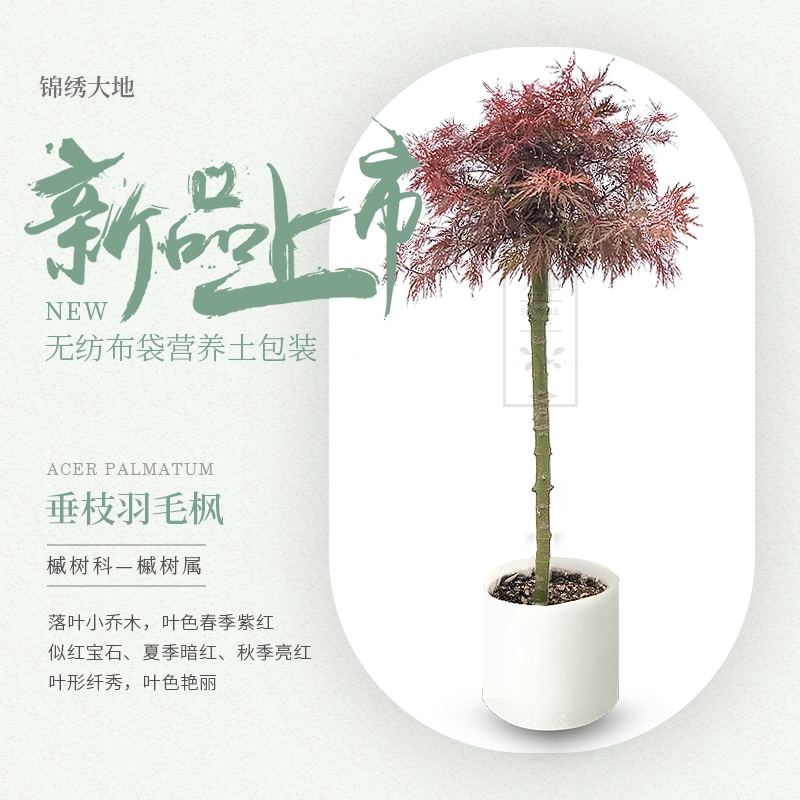 垂枝羽毛枫稻叶羽毛枫石榴红羽毛枫青枝垂地径2-3公分