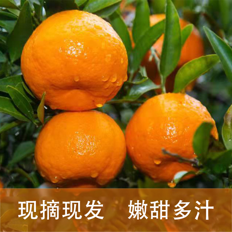 重庆黔江阿蓬江柑桔（椪柑）10斤礼盒装（果径为80mm以上）