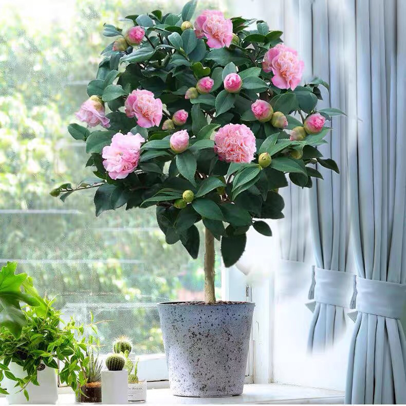 香妃山茶花盆栽带花苞五色赤丹花卉绿植浓香型室内庭院植物耐寒