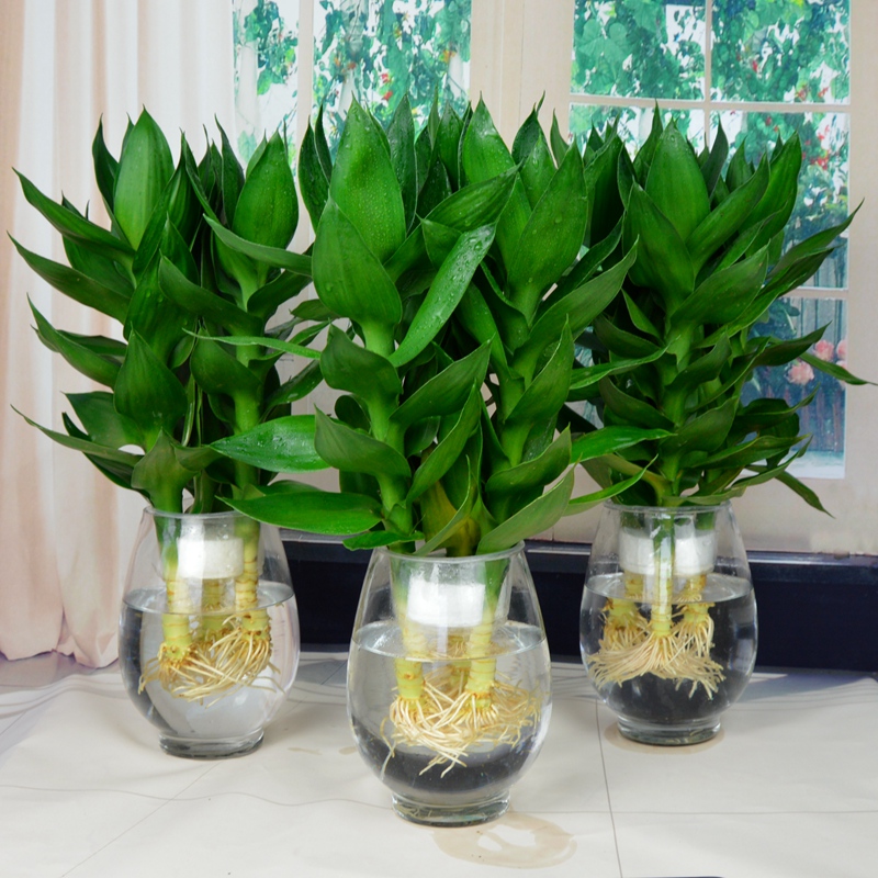 【新粉福利】水培观音竹室内桌面盆栽植物向日葵绿色易活