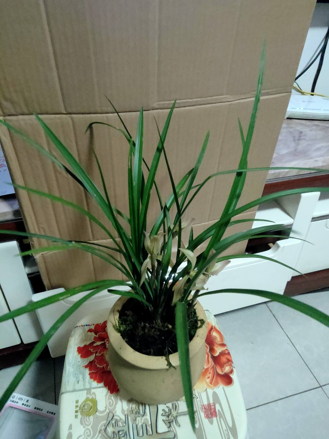 鲜花绿植，花花草草