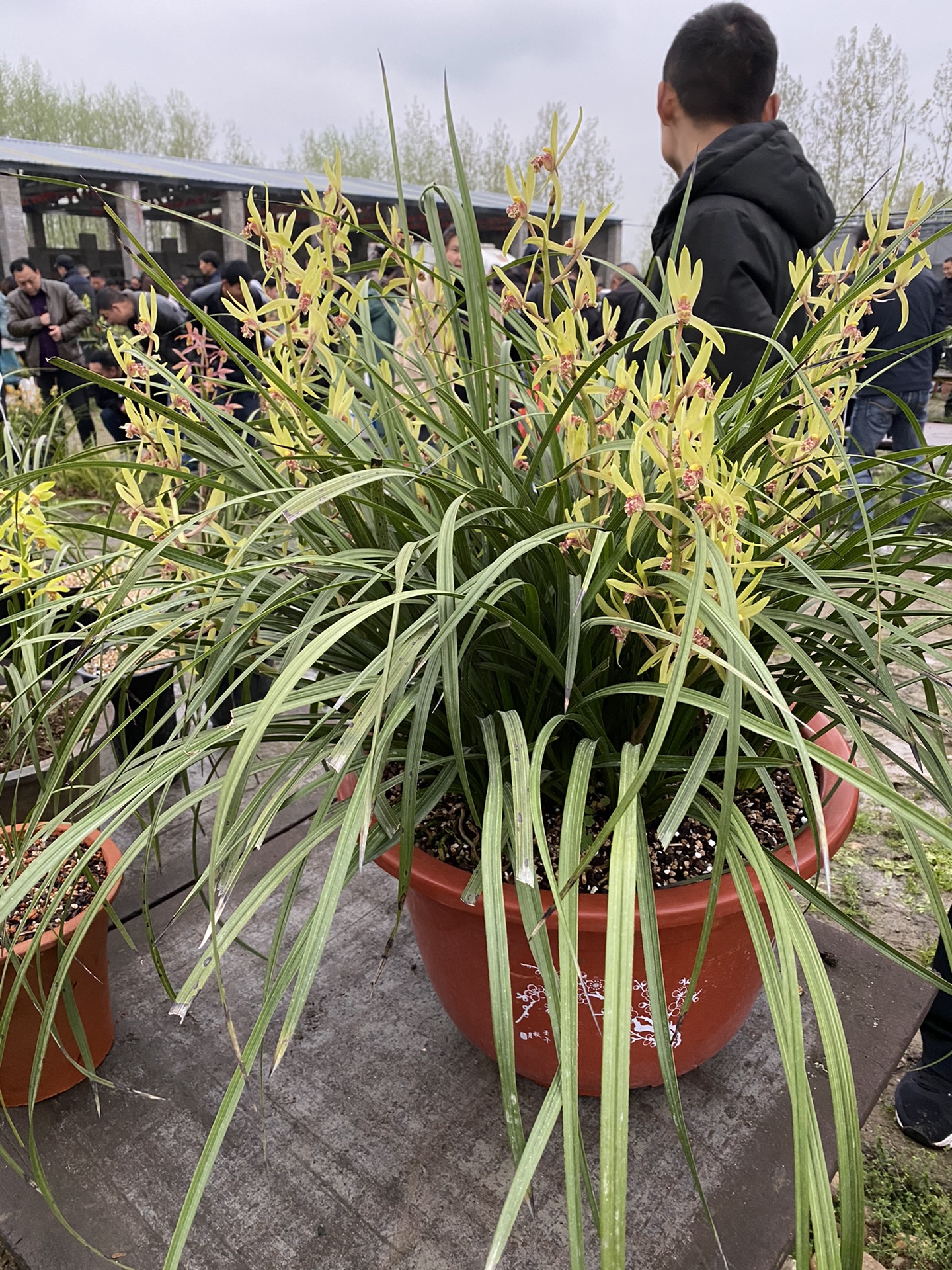 蕙兰浓香型好花草