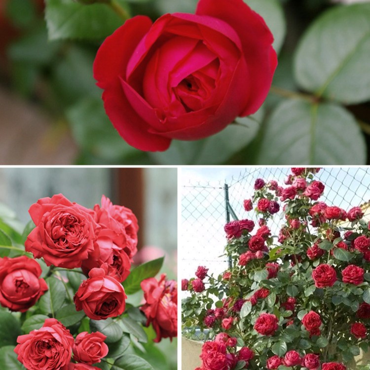 源火园艺 爬藤月季藤本月季红色龙沙宝石庭院多季开花