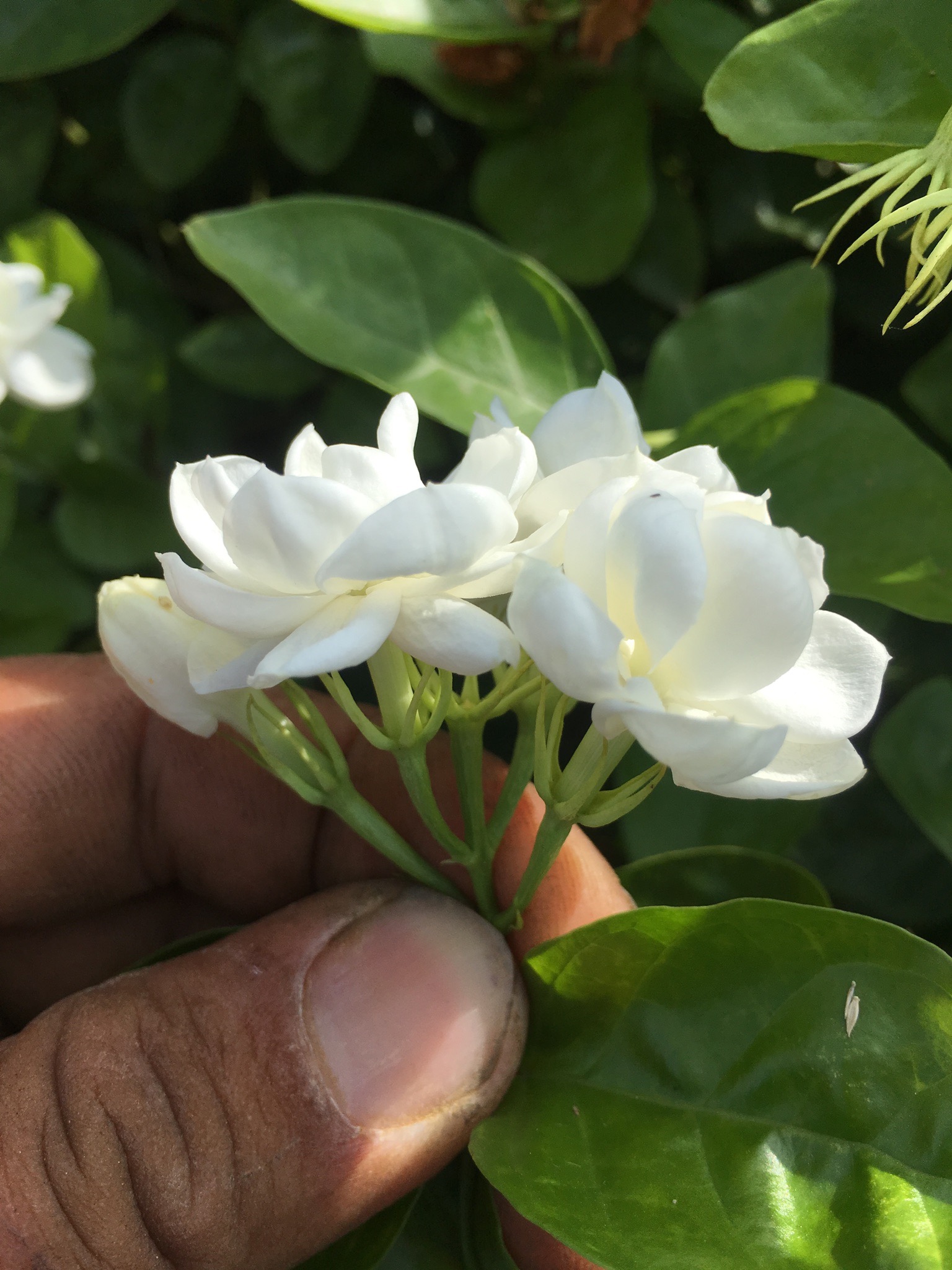 正宗九里香三角梅九里香白兰花黄兰茉莉花米兰直播一物一拍