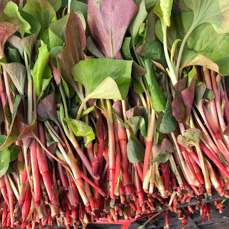 京东快递!现挖折耳根叶子新鲜蔬菜节节根嫩叶四川特产鱼腥草