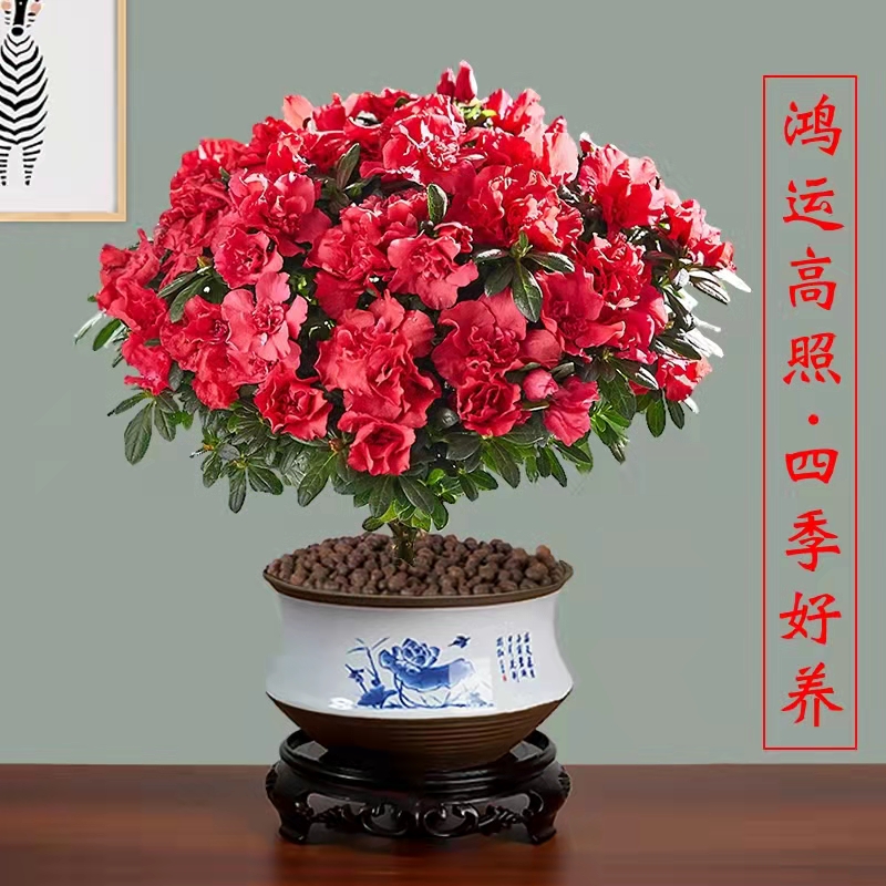 济公董锋婵娟专属杜鹃福利
