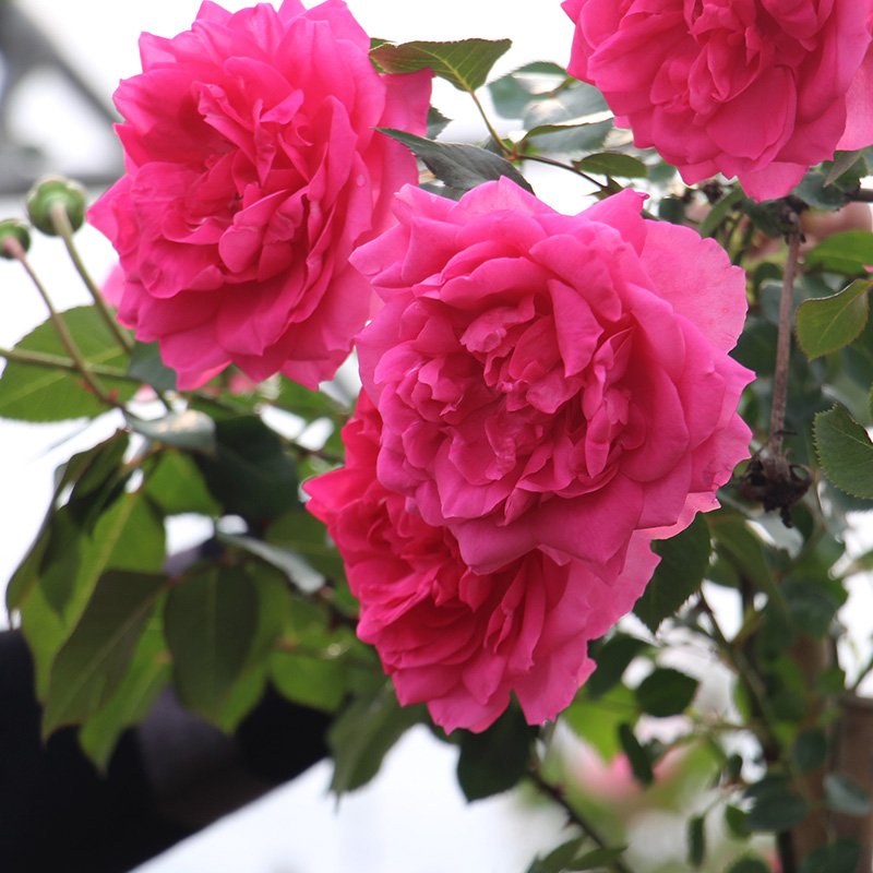 大U藤本耐热爬藤月季大花浓香四季开花抗性好长势快南北方都可以