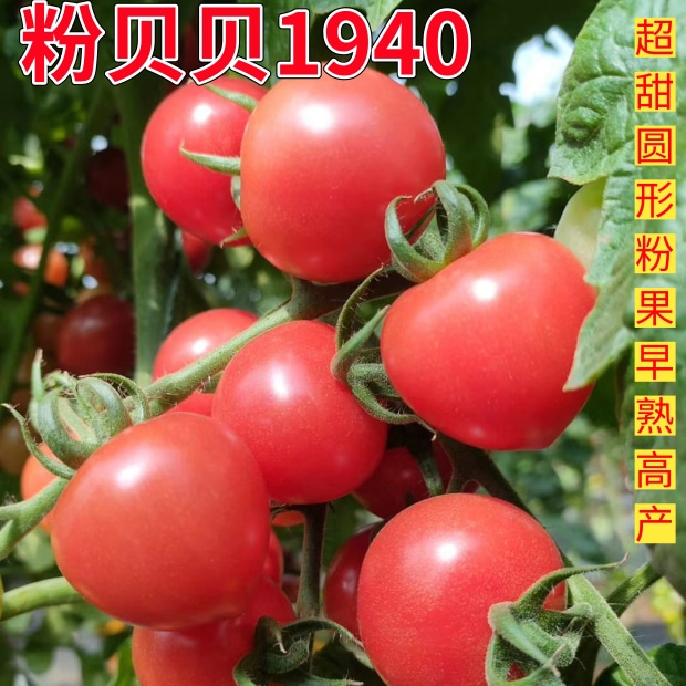 （粉贝贝1940）粉色樱桃番茄种子小西红柿圣女果圆形四季阳台盆栽