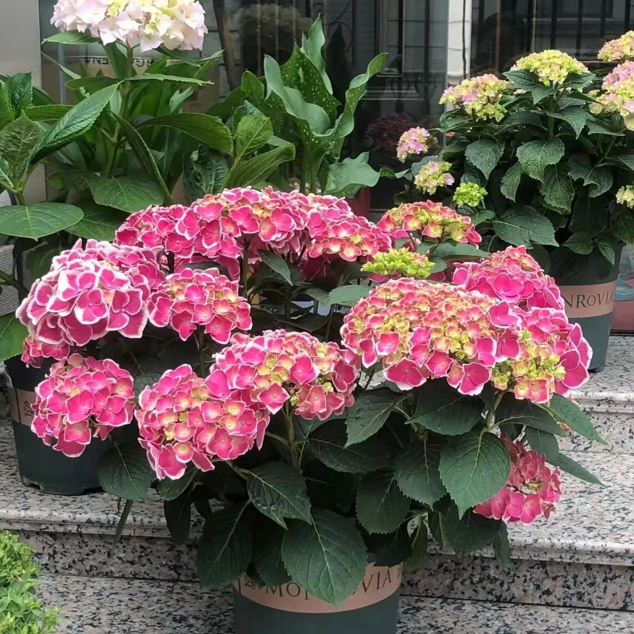 云南绣球花盆栽带盆土直发多色可选庭院阳台绿植