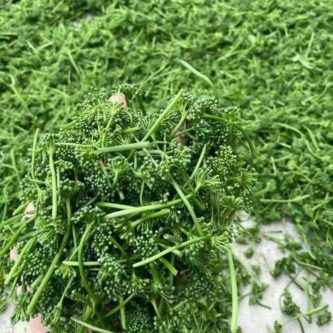 13【人参花】长白山人参花人参花蕾,泡茶,泡酒.正品产地直发