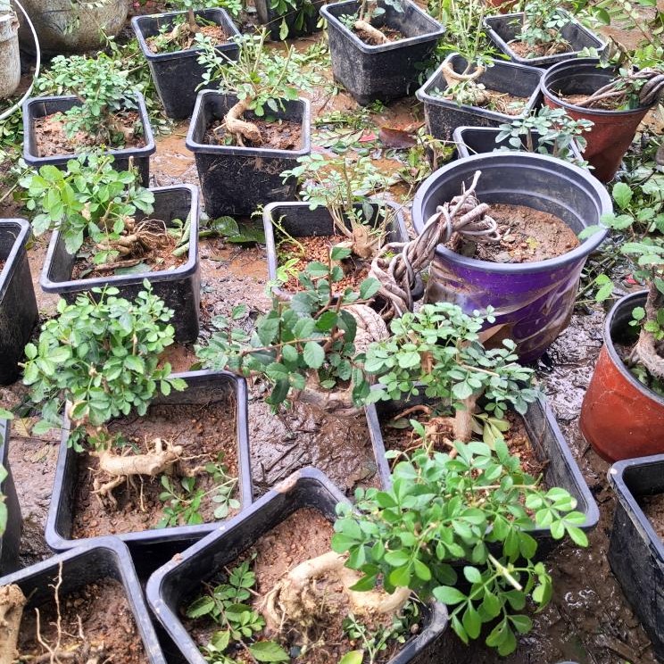 瓜子黄杨罗汉松济州真柏榆树素材拍货链接