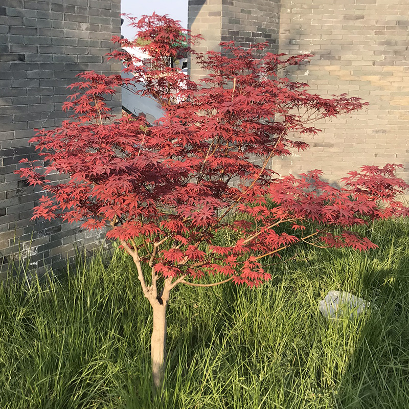 红枫树苗庭院盆栽地栽耐寒红枫苗