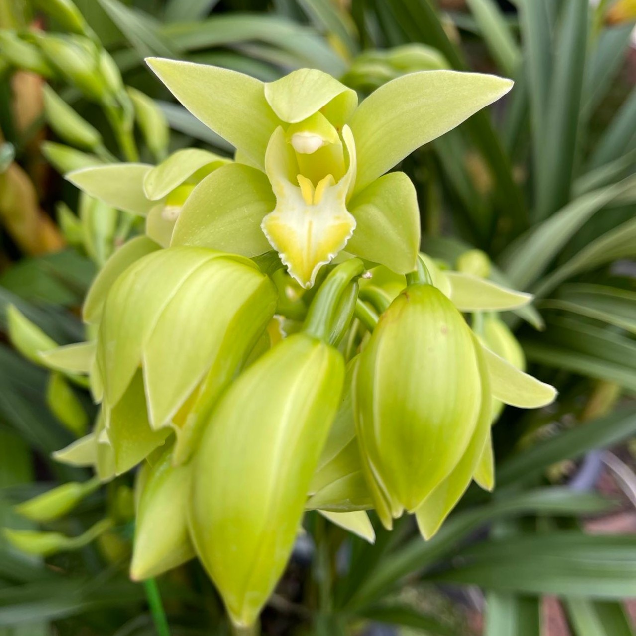 【绿精灵】浮力 桌面绿花/精致首选/室内养护/香味浓