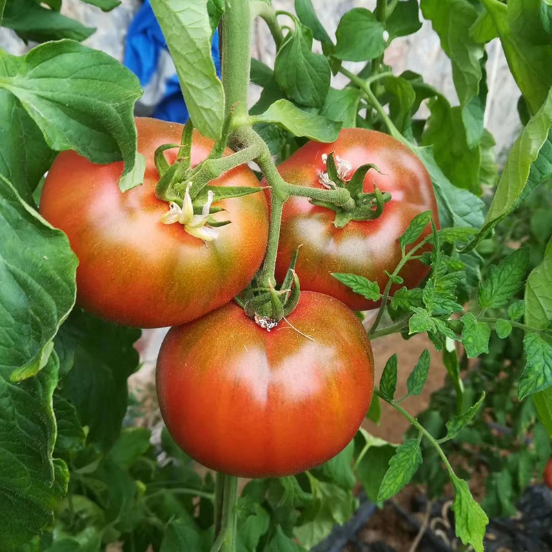 草莓番茄种子秧苗铁皮柿子水果西红柿阳台庭院盆栽高产蔬菜种籽
