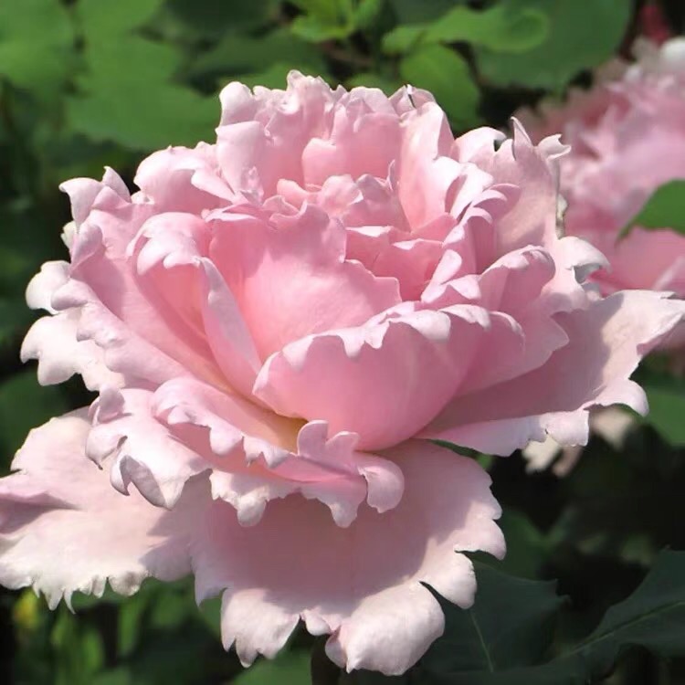 索菲罗莎月季大花浓香新款欧月