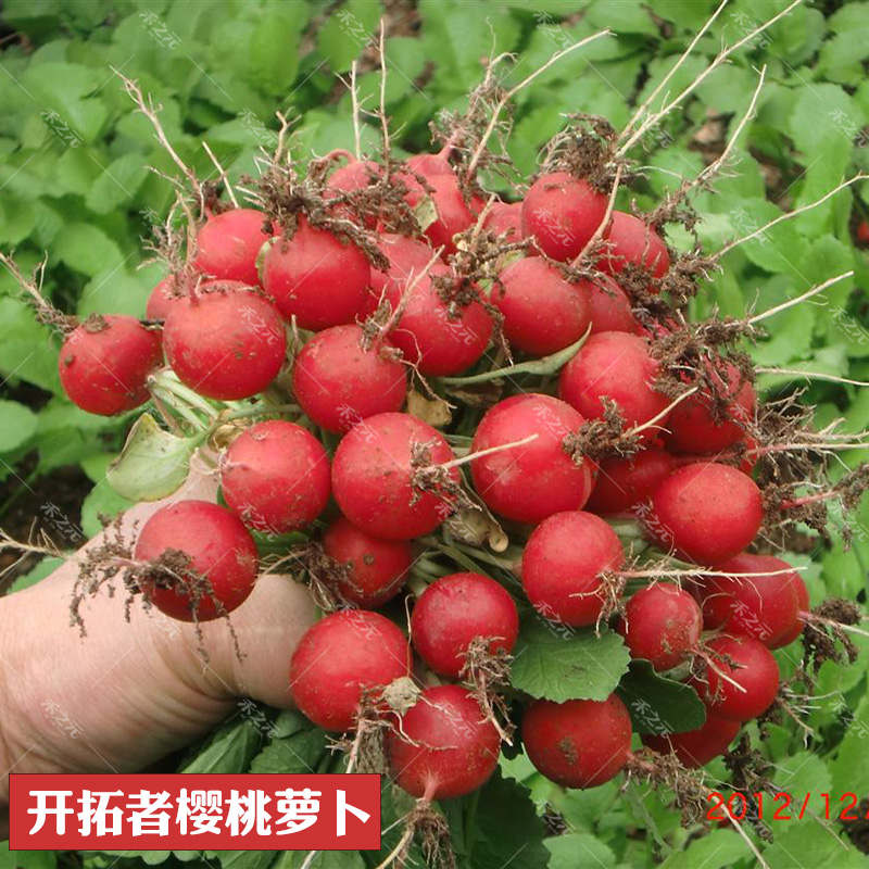 樱桃萝卜种子大全水果春秋樱桃萝卜菜籽四季种孑阳台盆栽蔬菜种籽