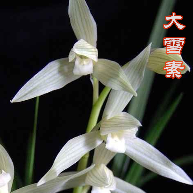 兰花 莲瓣大雪素 春天开花花色白花高出架花香 春天1-3月开花