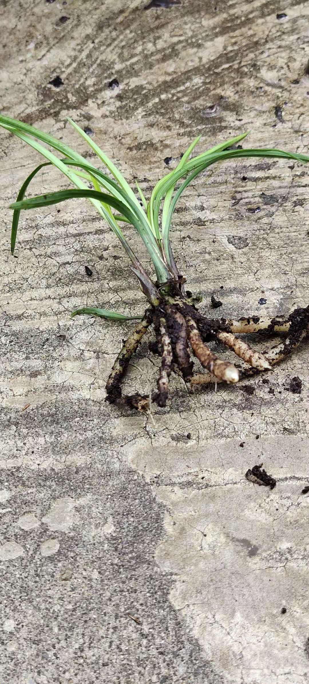 莲瓣兰小草优等质量
