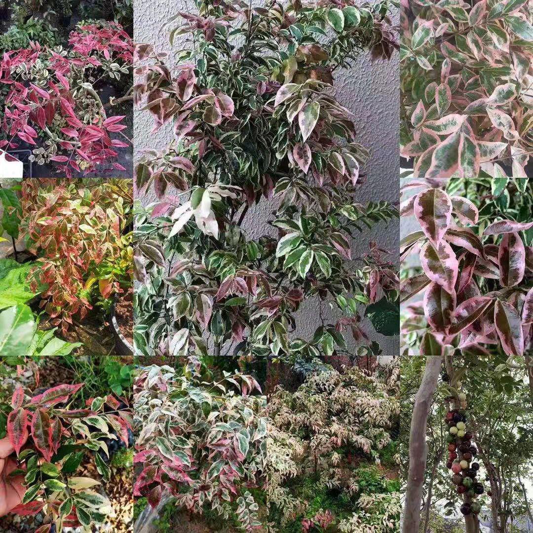 斑叶紫芽花卉观赏盆栽