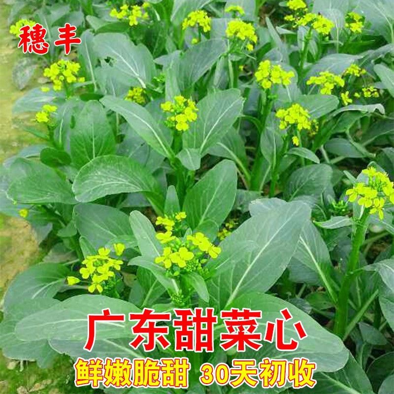 四九菜心种子四季耐高温广东油青甜菜心种籽矮脚圆叶盆栽蔬菜种孑