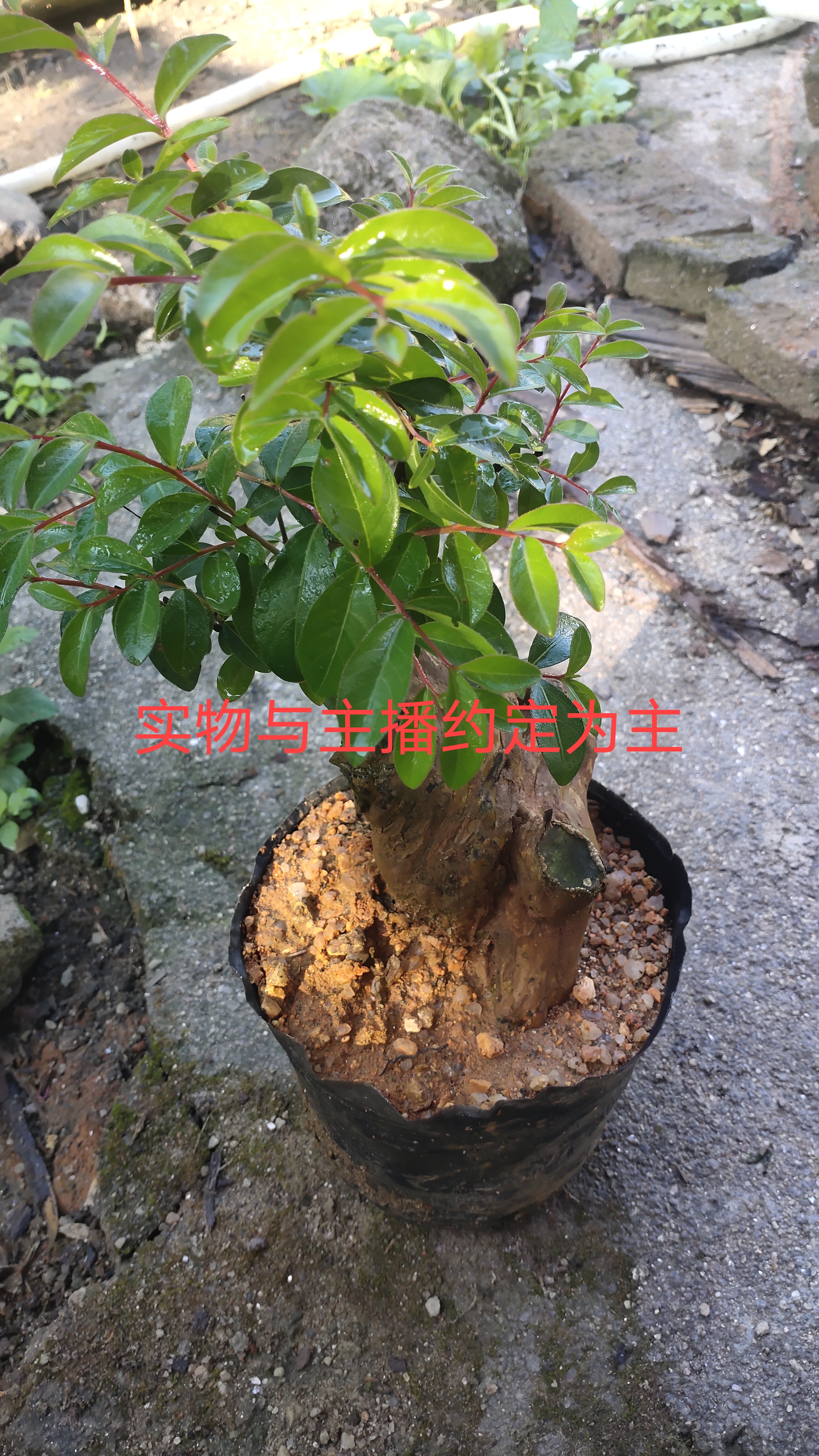 精品赤楠紫薇黄荆