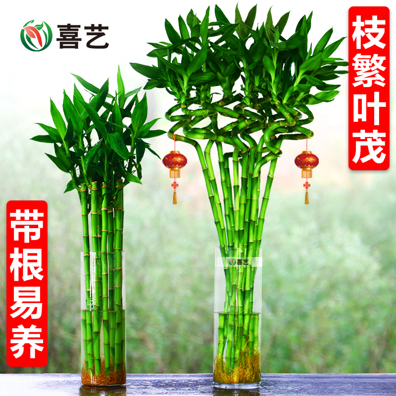 带根转运竹富贵竹水培植物弯竹水竹开运竹子盆栽客厅室内水养绿植