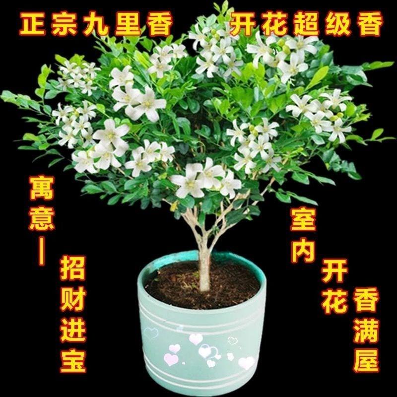 九里香四季浓香型绿植盆栽七里香盆景室内好养花卉驱蚊驱虫养护