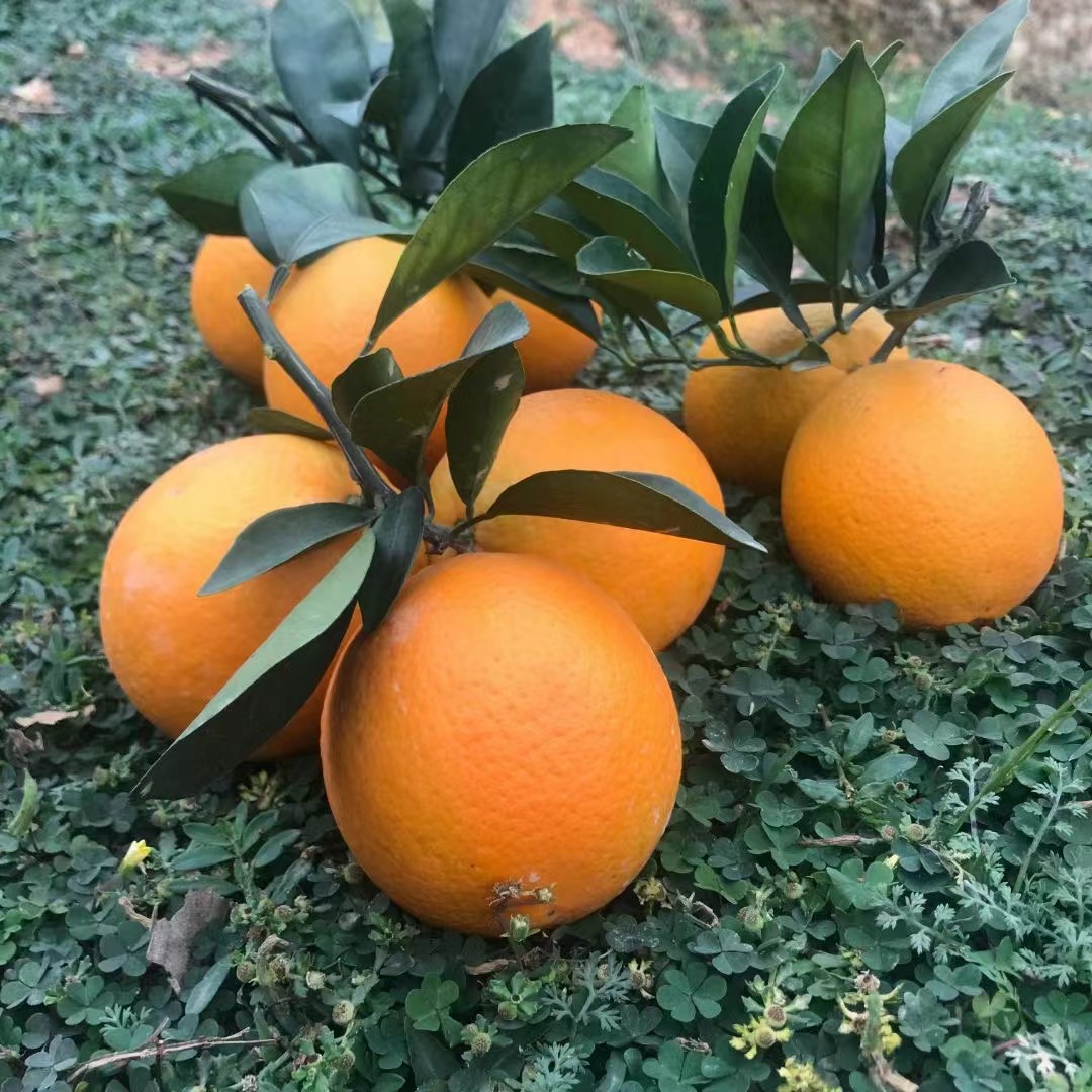 云南褚花斑 橙子 纯甜脐橙 汁水充足 新鲜应季 只发川渝