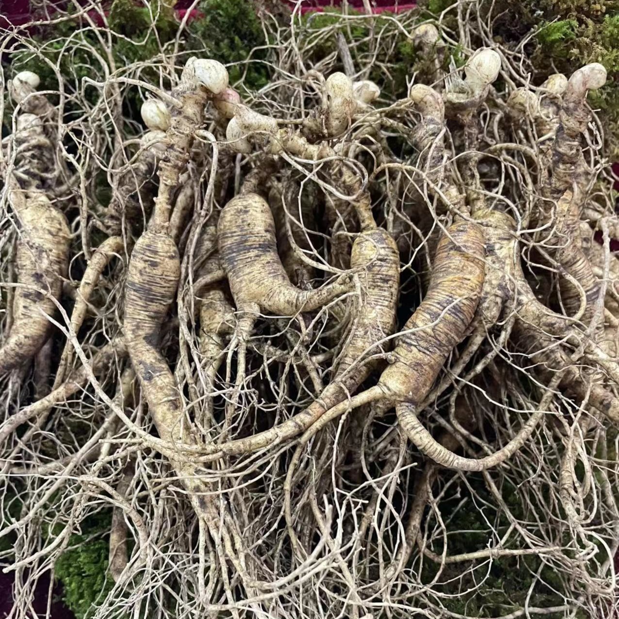 放山鲜大棒槌100g   