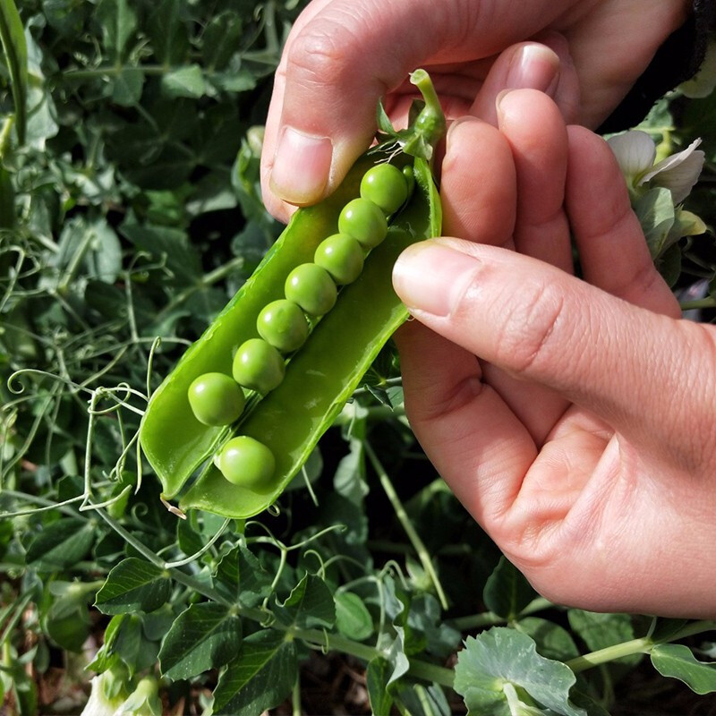 凤鸣雅世荷兰豆蔬菜种孑豆角四季籽种阳台盆栽高产甜豌豆种子菜籽