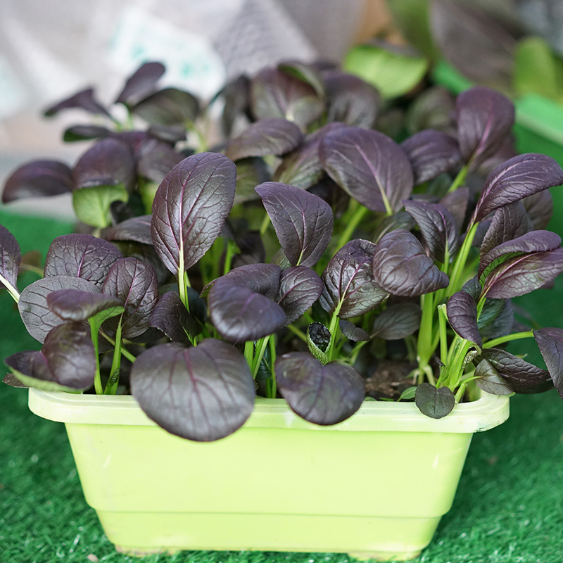 紫色小油菜种子 家庭阳台盆栽蔬菜孑