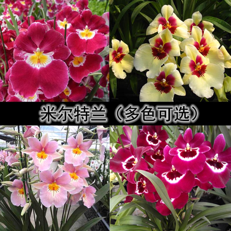 【堇色兰米尔特兰】带花苞兰花大花香味花卉绿植盆栽室内兰花容易