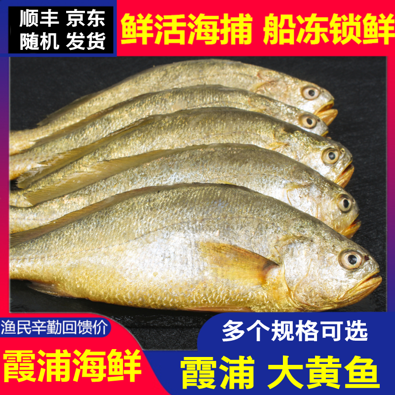 【9两-1斤X5条】宁德 霞浦 大黄鱼 黄花鱼（没去内脏）生鲜新鲜冷冻