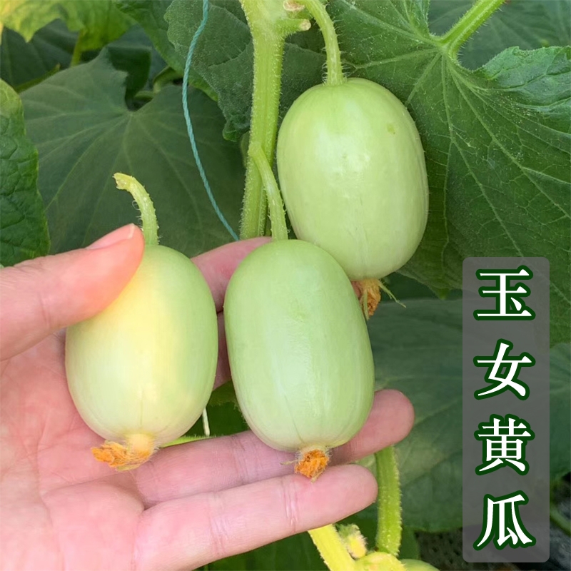 金童玉女水果迷你小黄瓜种子拇指黄瓜春秋四季阳台盆栽
