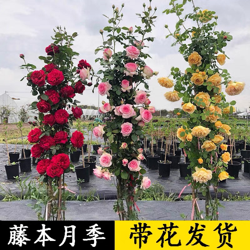 【原盆原土】大苗爬藤月季花苗特大花庭院浓香粉色龙沙宝石