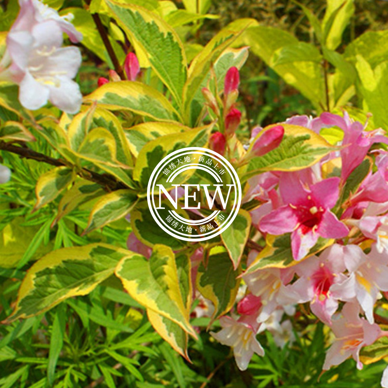 金边锦带 花叶锦带 公园景区庭院花境别墅庭院室内外盆栽耐寒种植