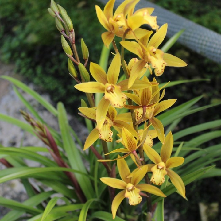 国兰类杂交兰黄樱、中型花，带清香、花箭挺拔、叶面清秀