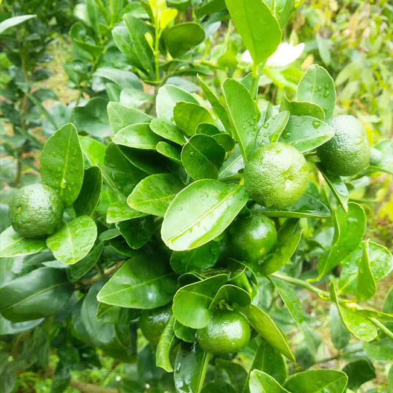 台湾香檬嫁接苗优质四季种植