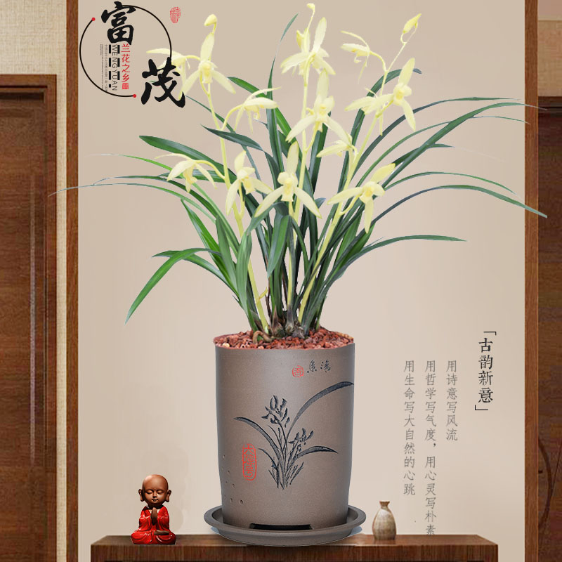 建兰青山玉泉兰花苗带花苞清雅客厅名贵四季兰植物苗长青花卉绿植