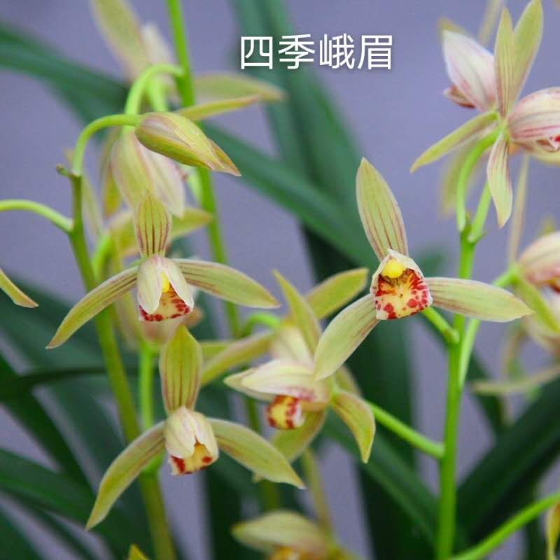 四季峨眉 建兰铭品四季兰浓香型