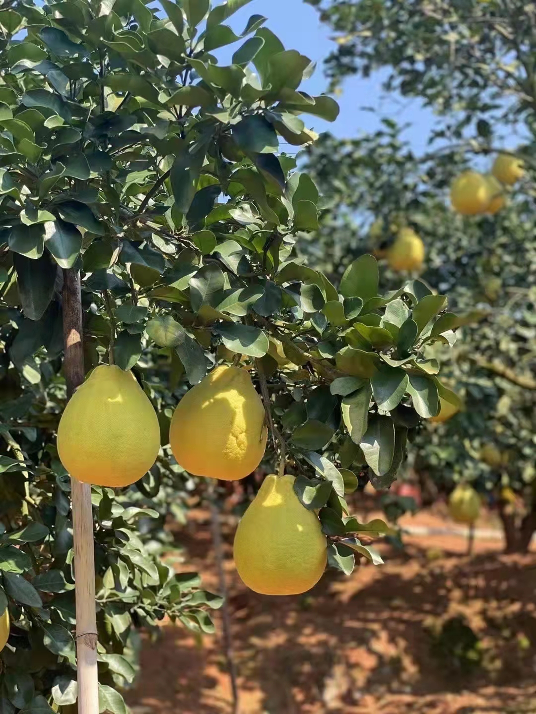 正宗广西容县沙田柚(精选山顶老树大果/礼盒装)