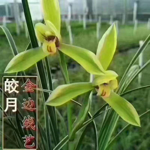 春兰皎月秋冬季带花苞 花艺双全
