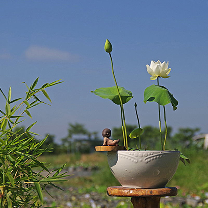 周劲松【无瑕】水培植物小微型盆栽种植迷你碗莲荷花种藕根茎苗直播