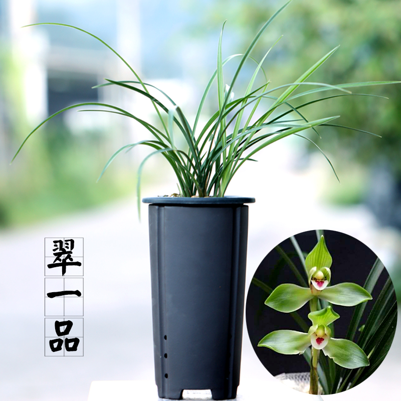 春兰老种水仙瓣翠一品兰花苗浓香室内盆景盆栽花卉花苞植料艳丽