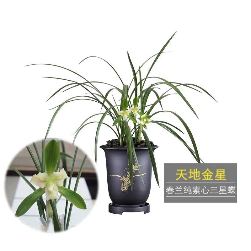 兰花 春兰素心三星蝶天地金星浓香国兰好养绿植花卉盆栽