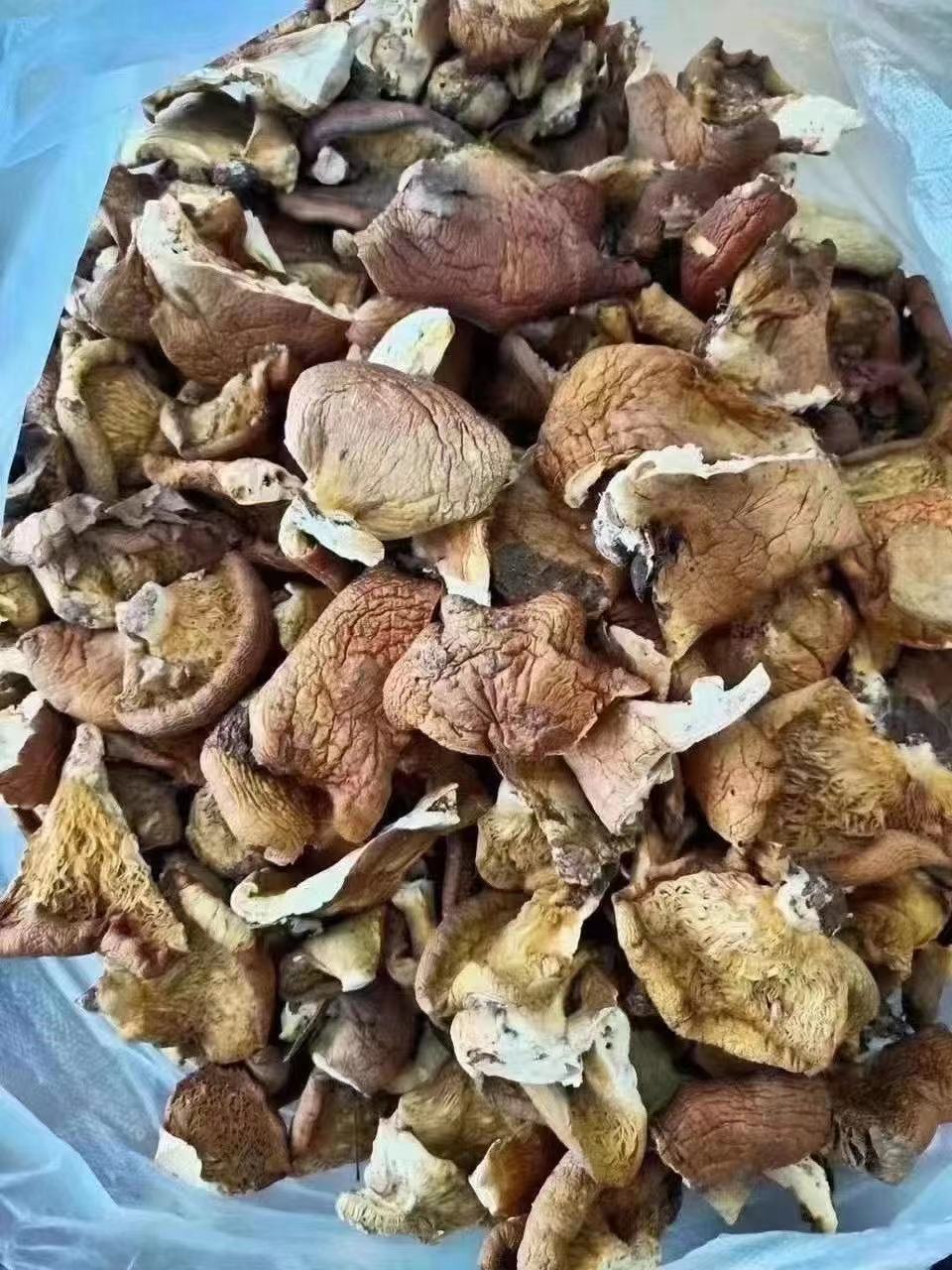 东北长白山元蘑500g 味道鲜美
