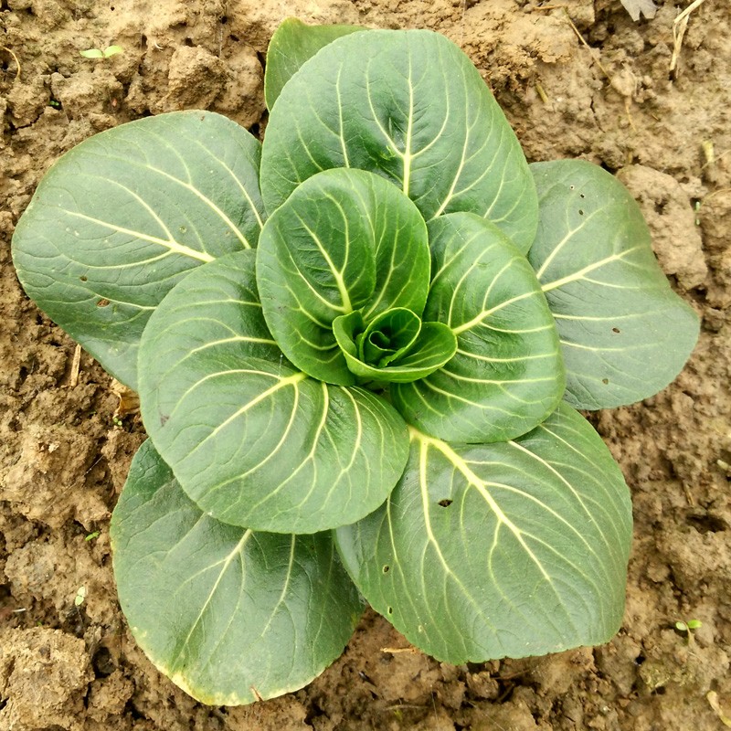 随州特产露天小青菜5斤 新鲜蔬菜霜打苏州青 五斤农家自种 2500g