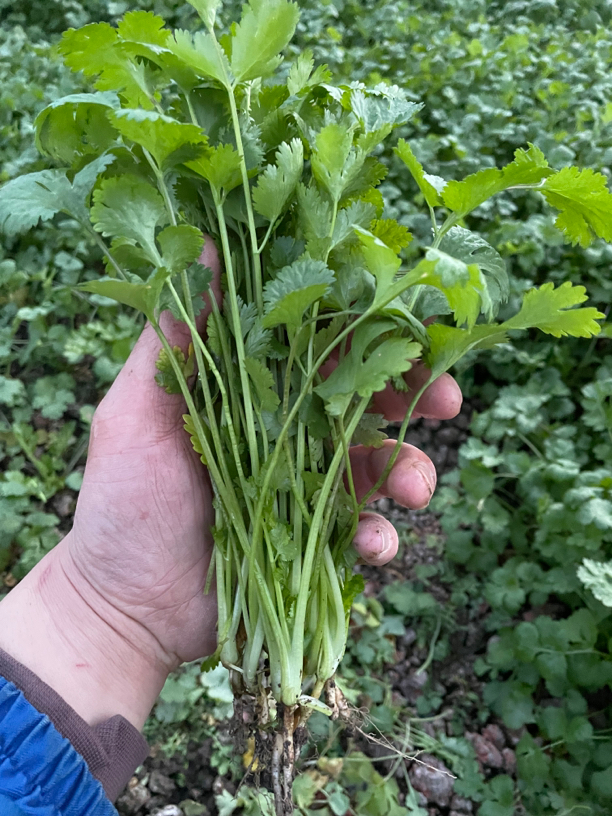 长春市小嫩香菜现割现送（顺丰空运）