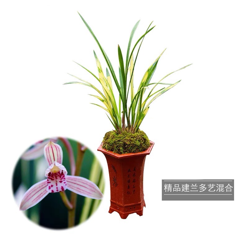 兰花建兰山水画带艺浓香室内外绿植花卉好养