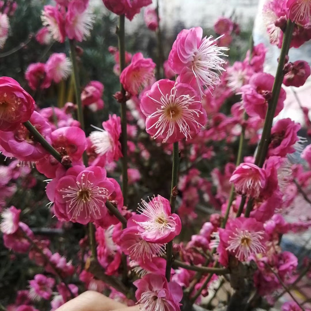 红梅花盆景耐寒浓香型植物造型优美